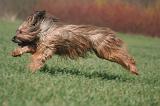 BRIARD 133